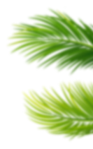shape